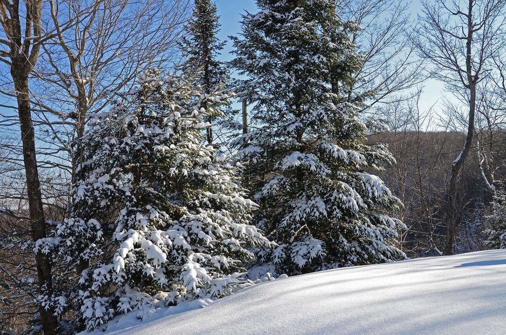 Jardin Du Village By Chez Tremblant モントランブラン 部屋 写真